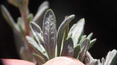 Eriogonum fasciculatum foliolosum