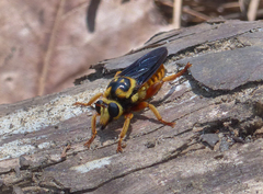 Laphria saffrana