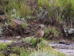 Emberiza capensis basutoensis