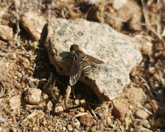 Hemipenthes differens