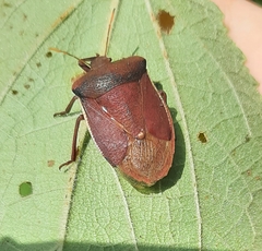 Basicryptus costalis