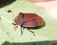 Basicryptus costalis