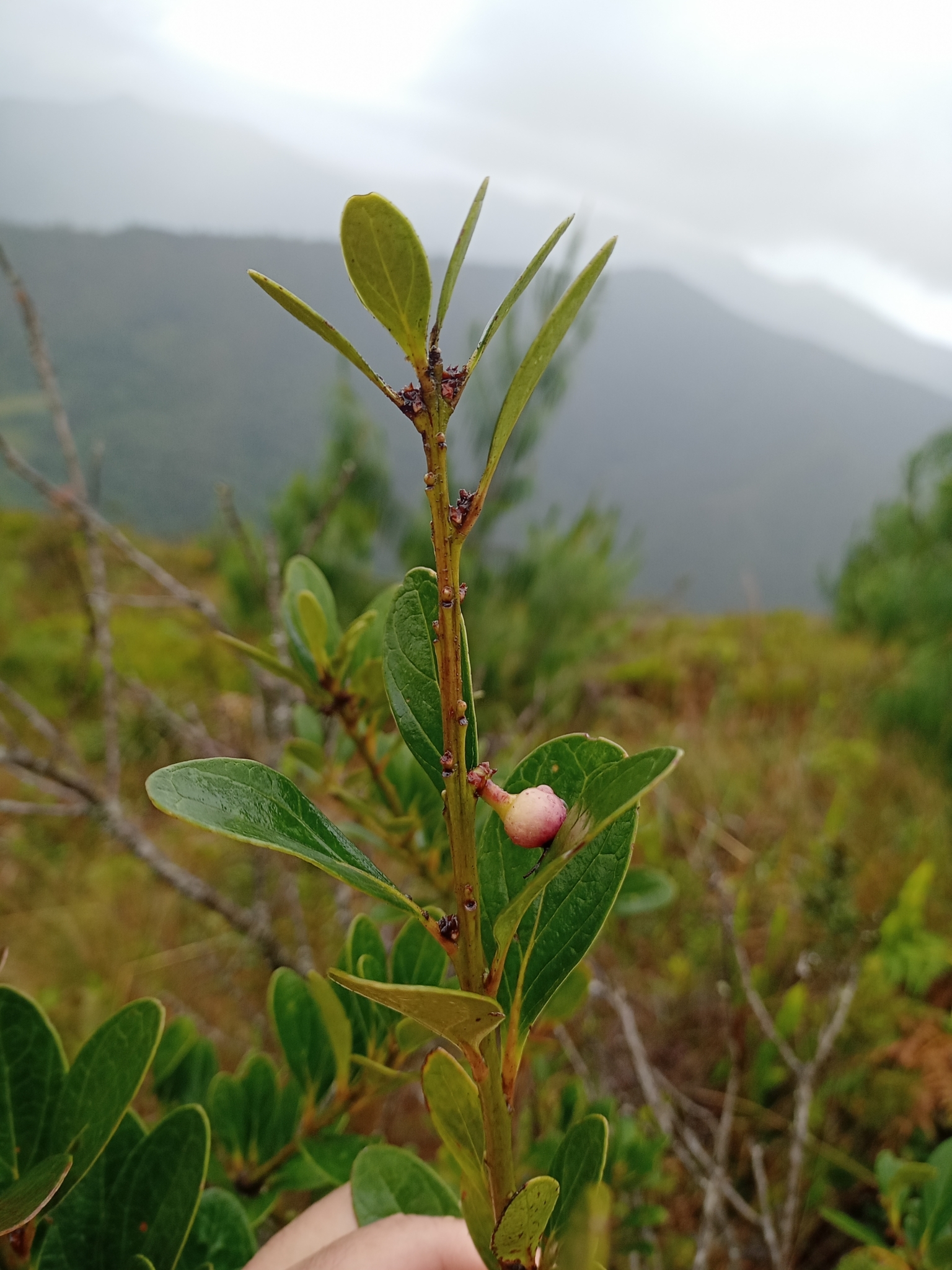 Macleania rupestris image