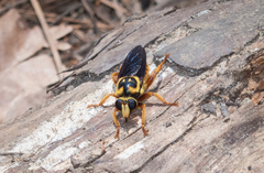 Laphria saffrana