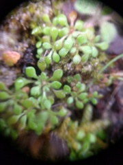 Saxifraga tridactylites