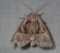 Meropleon ambifusca