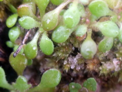 Saxifraga tridactylites
