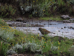 Emberiza capensis basutoensis