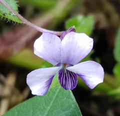 Viola abyssinica