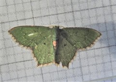 Chloropteryx nordicaria