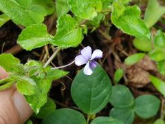 Viola abyssinica