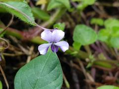 Viola abyssinica
