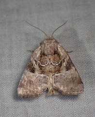 Meropleon ambifusca