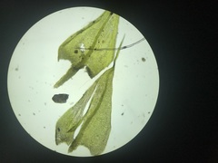 Pseudoleskeella rupestris