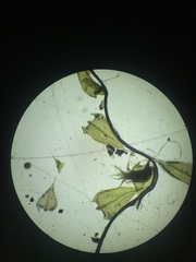 Pseudoleskeella rupestris