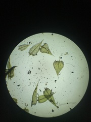 Pseudoleskeella rupestris