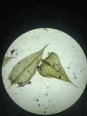 Pseudoleskeella rupestris