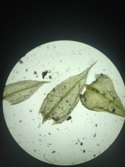 Pseudoleskeella rupestris