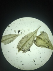 Pseudoleskeella rupestris