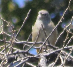 Leiothlypis crissalis