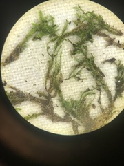 Pseudoleskeella rupestris