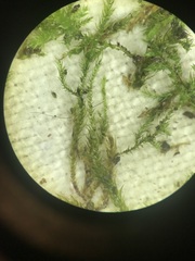 Pseudoleskeella rupestris