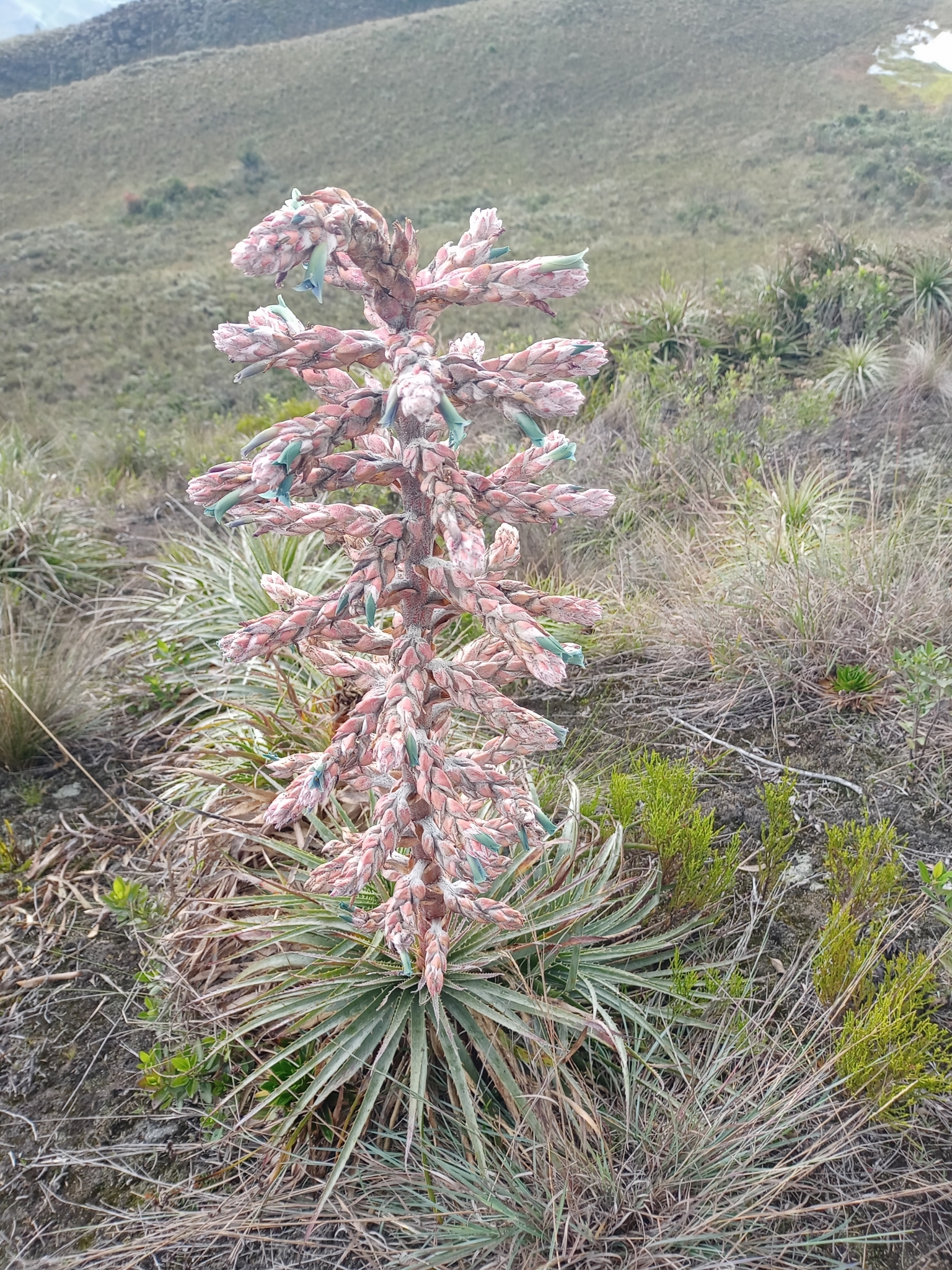 Puya parviflora image