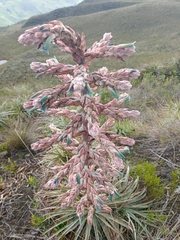 Puya parviflora image