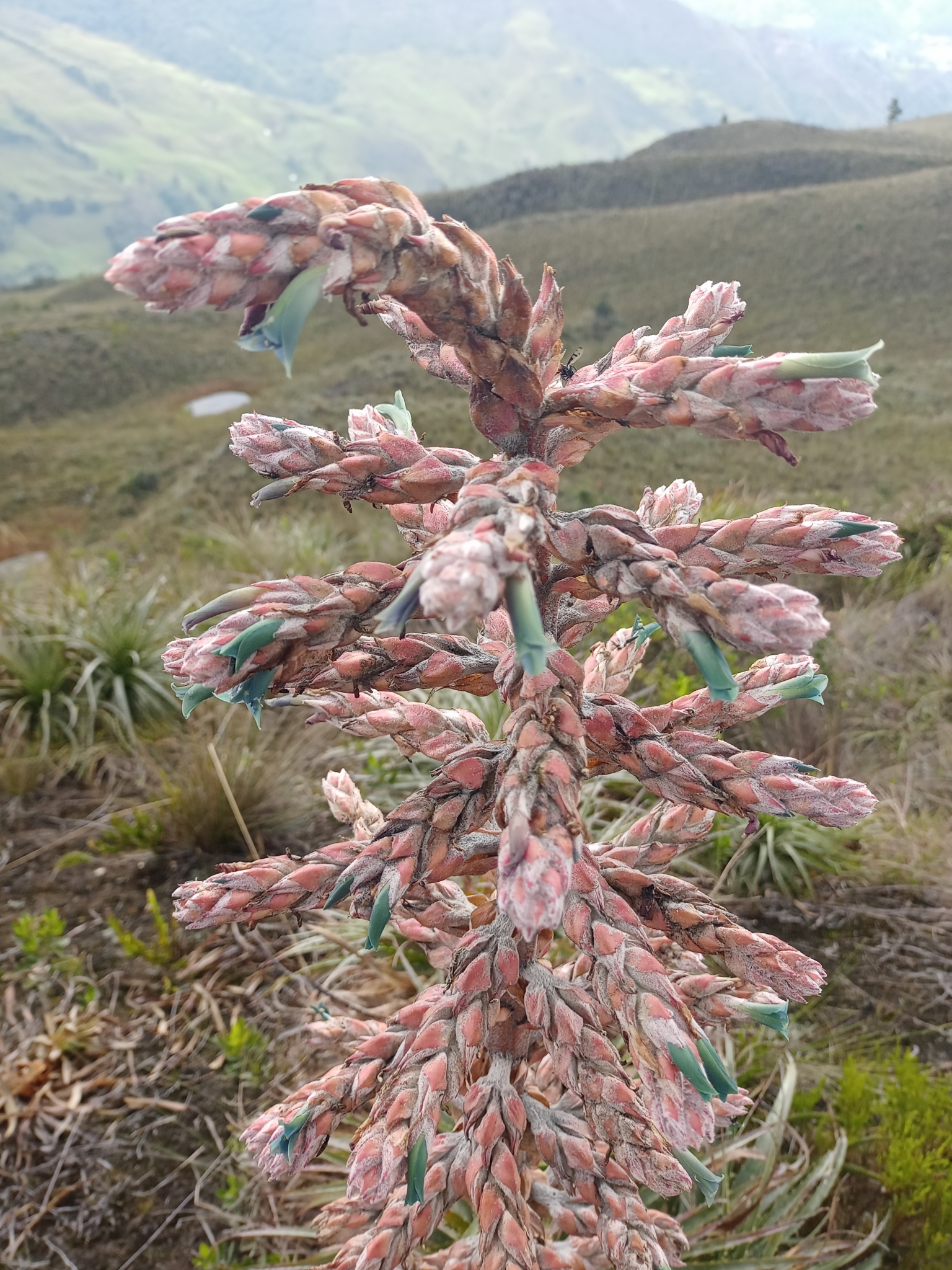 Puya parviflora image