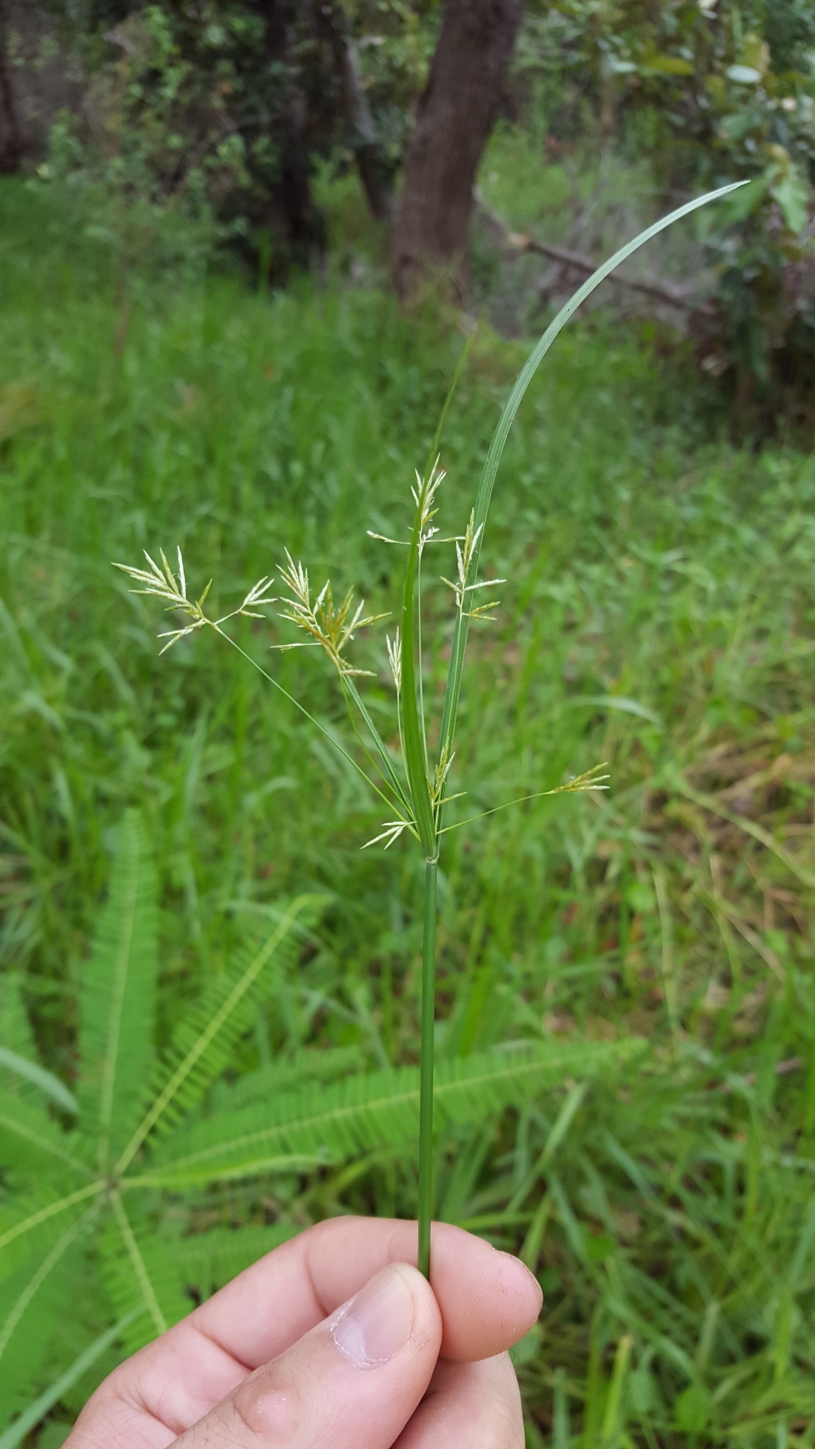 (c) François Rousseu, certains droits réservés (CC BY-NC) https://www.inaturalist.org/observations/107115518