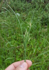 Cyperus corymbosus