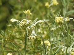 Achyrocline saturejoides