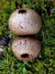 Lycoperdon lividum