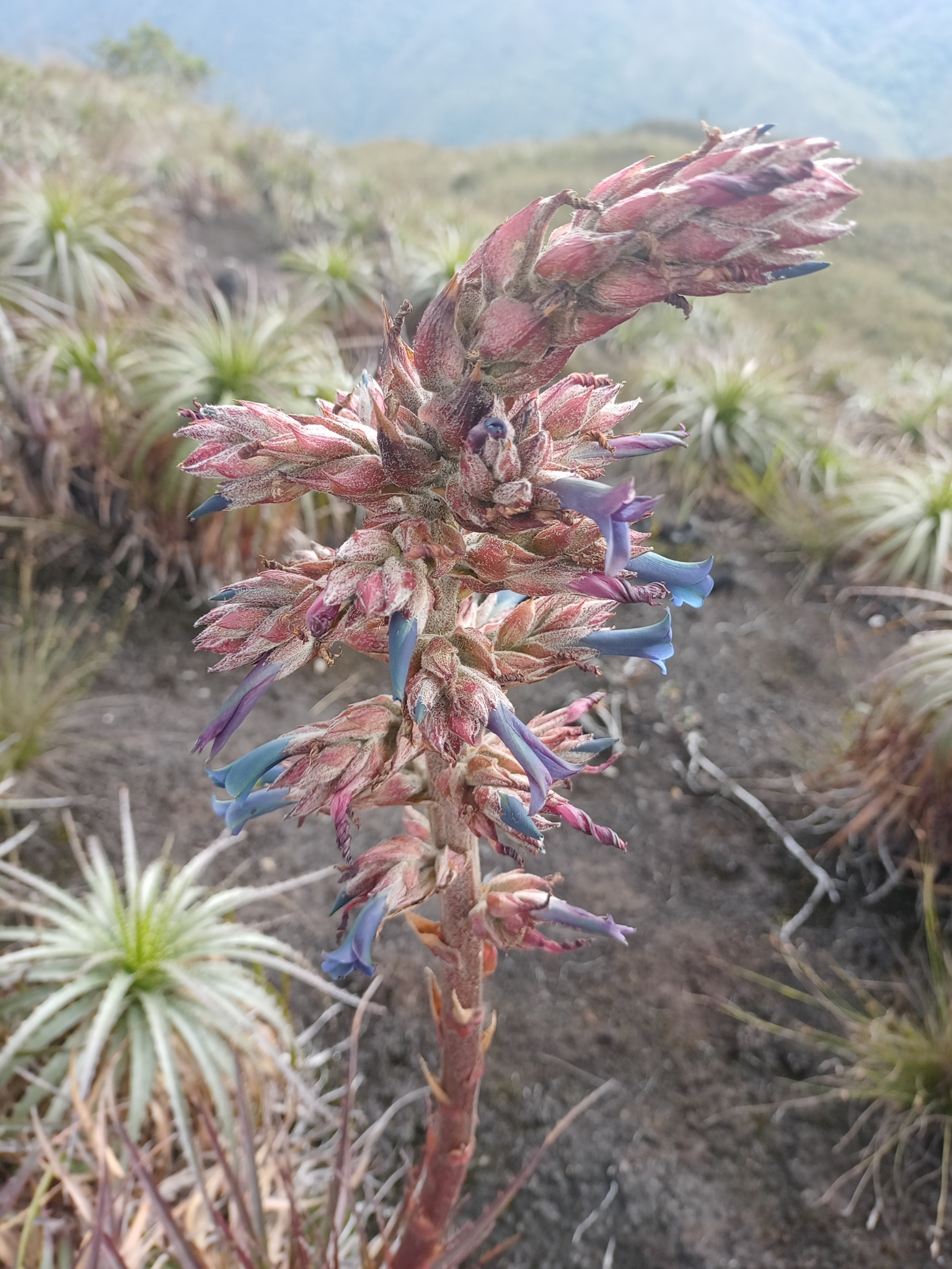Puya parviflora image
