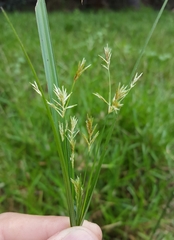 Cyperus corymbosus