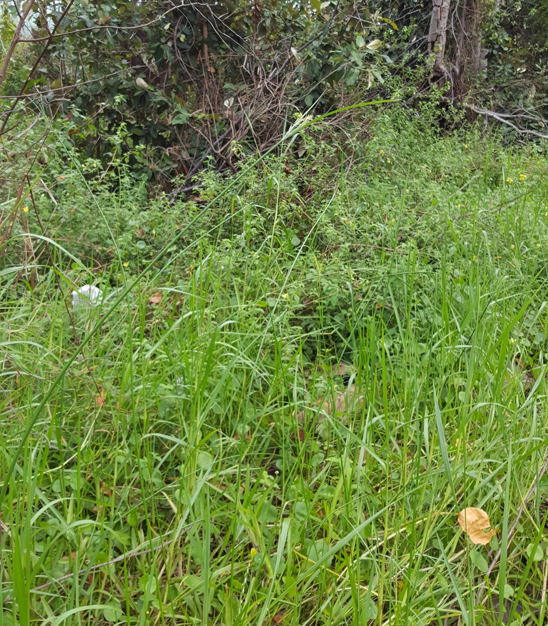 (c) François Rousseu, certains droits réservés (CC BY-NC) https://www.inaturalist.org/observations/107115518