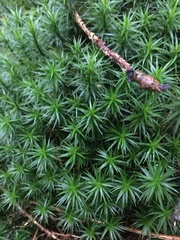 Polytrichum
