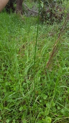 Cyperus corymbosus