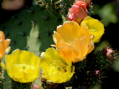 Opuntia hyptiacantha