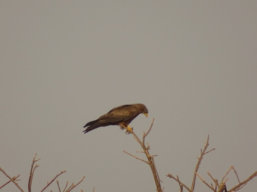 Yellow-billed Kite