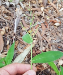Urochloa ramosa