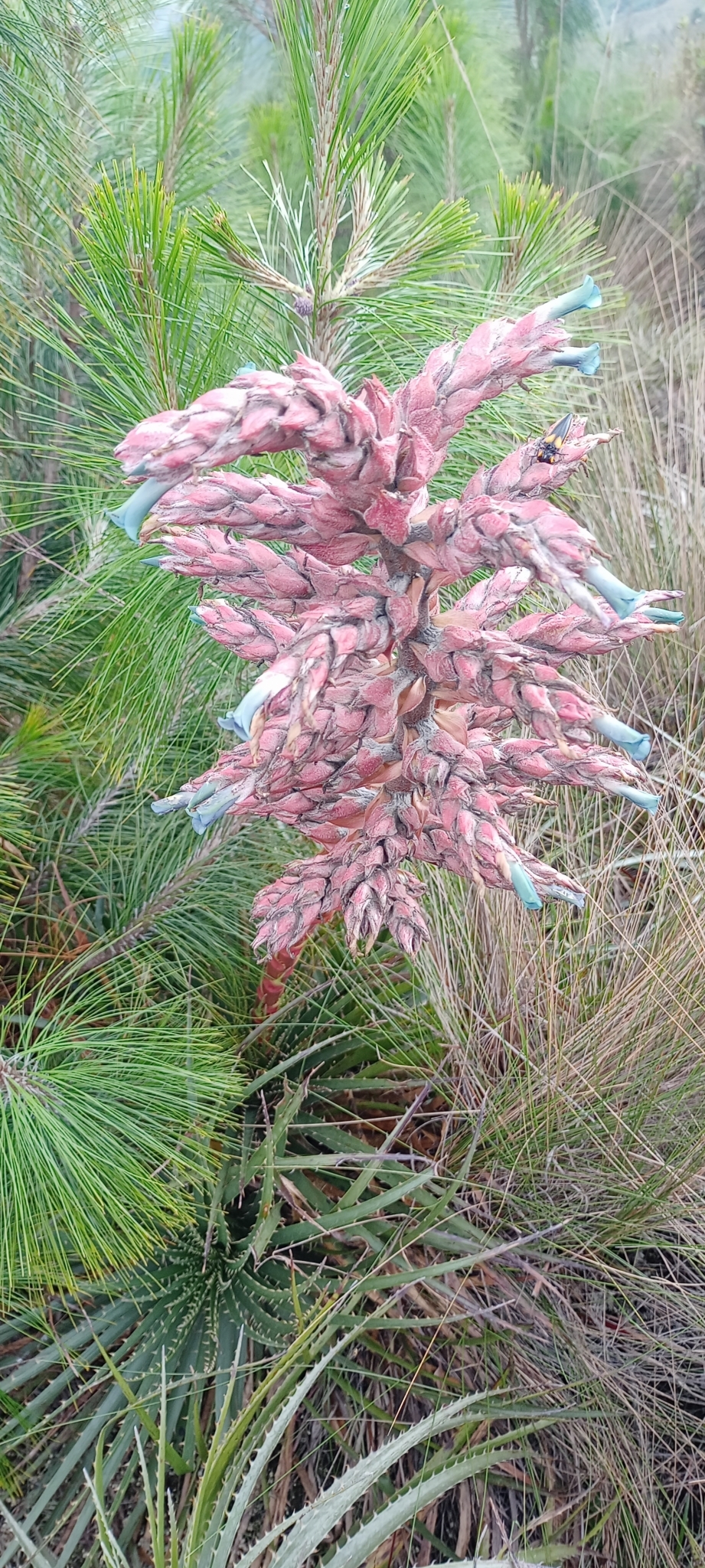 Puya parviflora image