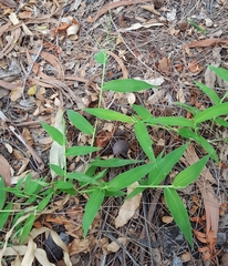 Urochloa ramosa
