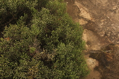 Passerina montana
