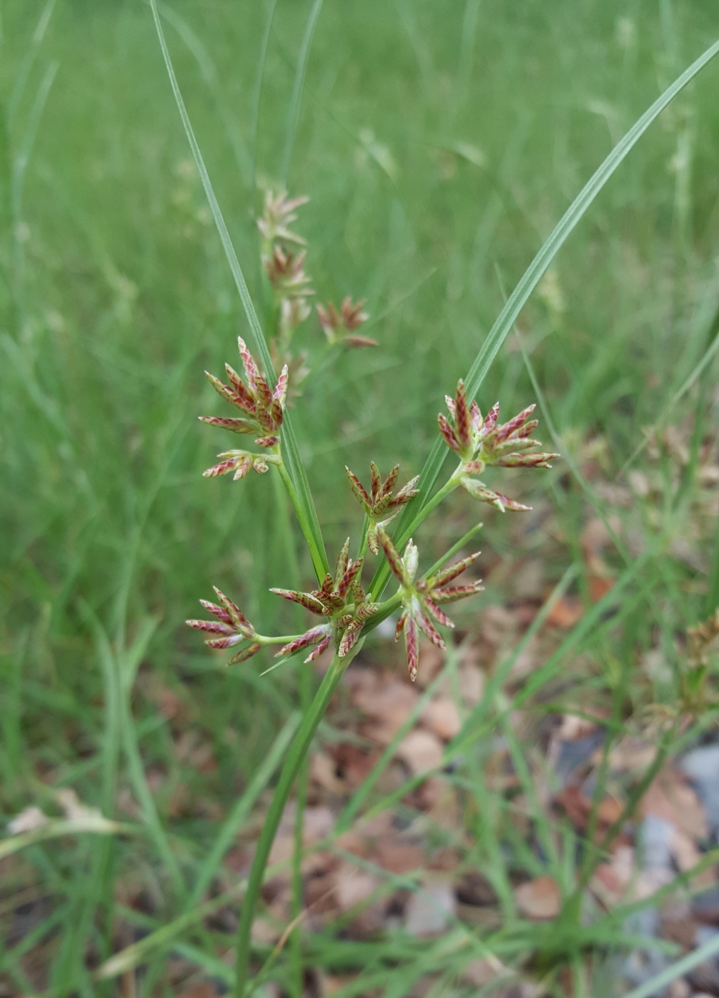 (c) François Rousseu, certains droits réservés (CC BY-NC) https://www.inaturalist.org/observations/107115810