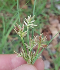 Cyperus bulbosus