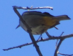 Leiothlypis crissalis