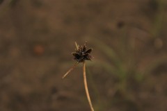 Cyperus schlechteri