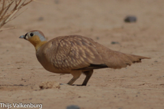 Pterocles coronatus