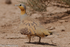 Pterocles senegallus